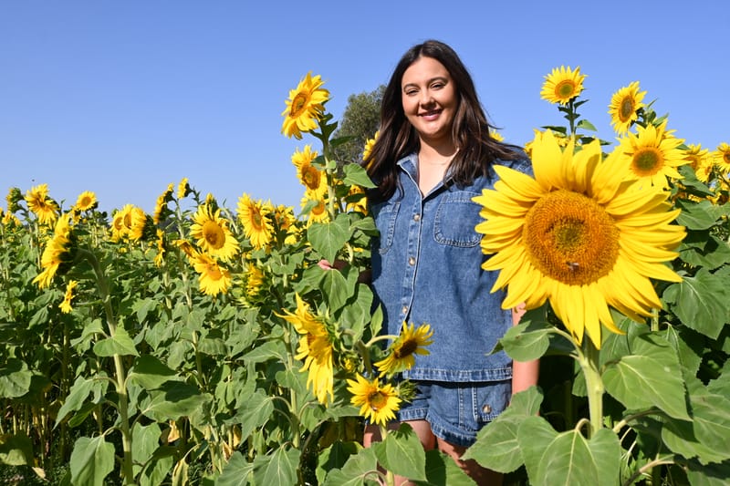Sunflowers in full bloom at Mt Compass post image