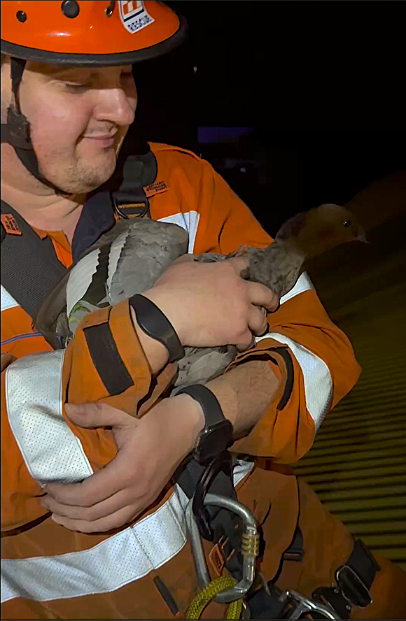 Duck rescue post image