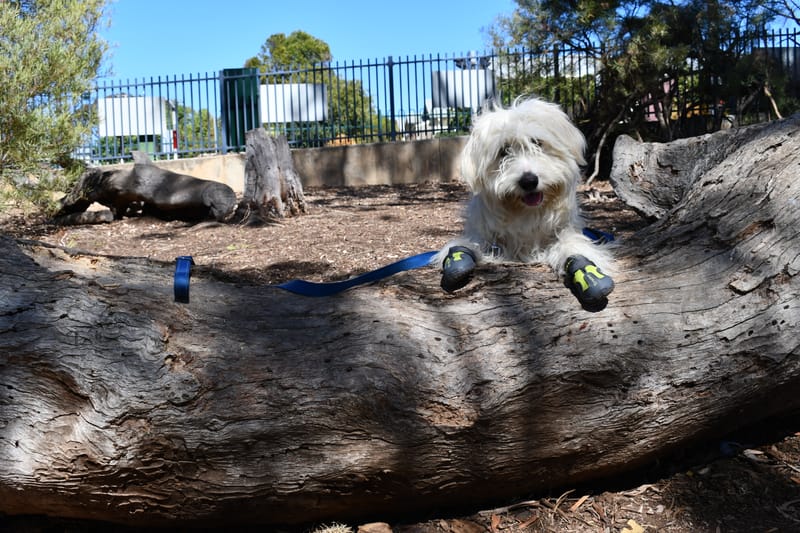 Three new friends arrive at Eastern Fleurieu post image