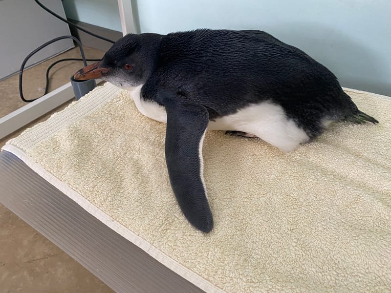 Endangered penguin found at Goolwa Beach post image