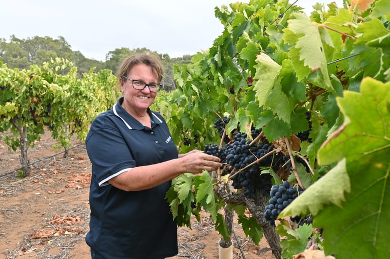 GRAPE NEWS: Langhorne Creek records end of one of its earliest vintages... post image