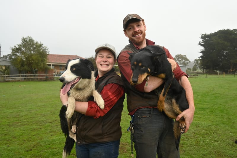 Battle of working dogs post image