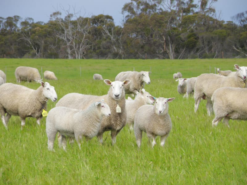 A good start, as Milang bureau visits Finniss stud post image