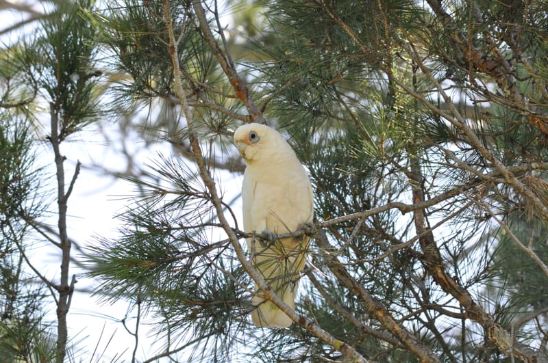 Local politician calls for “out of control” corellas to be culled post image