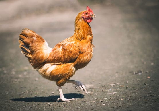 ‘Watch and act’ alert for poultry owners post image