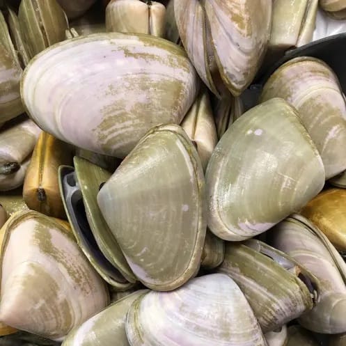 Goolwa cockle season still open post image