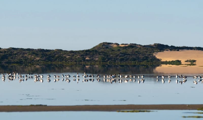 Goolwa support group calls for more wildlife corridors post image