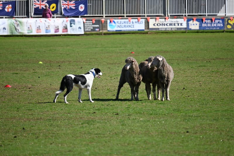 Community groups scrape in for council grants post image