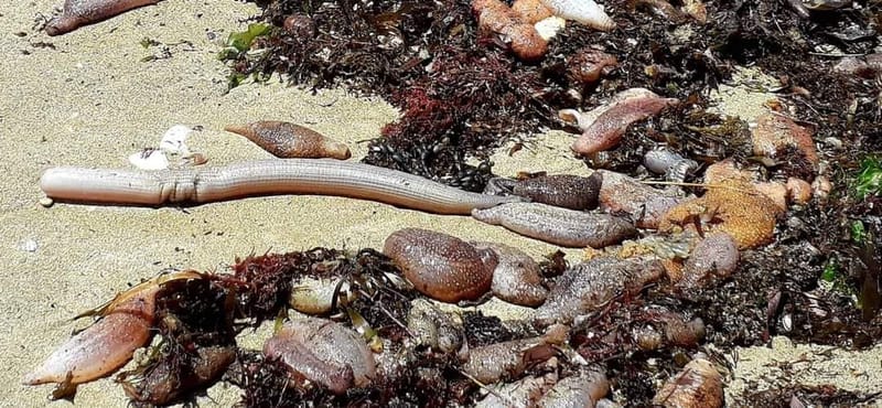 Dead fish washed up on Fleurieu beach likely from flood waters post image