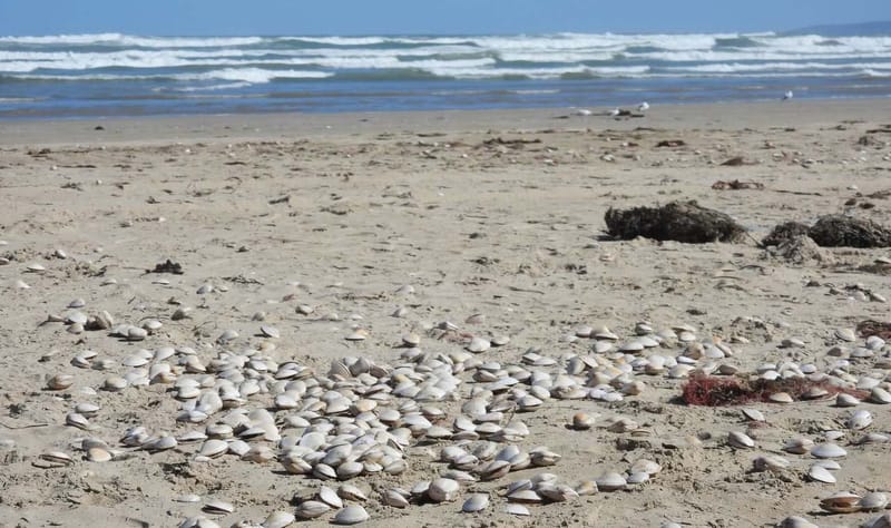 Industries given algal bloom update post image