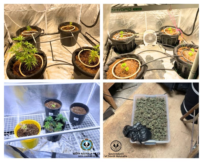 Cannabis found at Callington residence post image