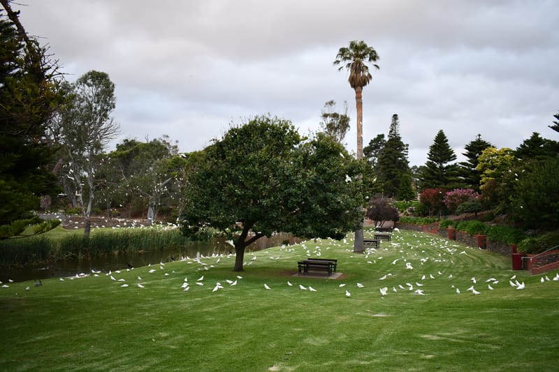 PLAGUE PROPORTIONS: Little Corellas ruffle the wrong feathers post image