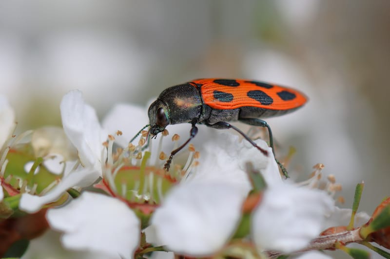 BUZZ KILL: Insect decline worse than predicted post image