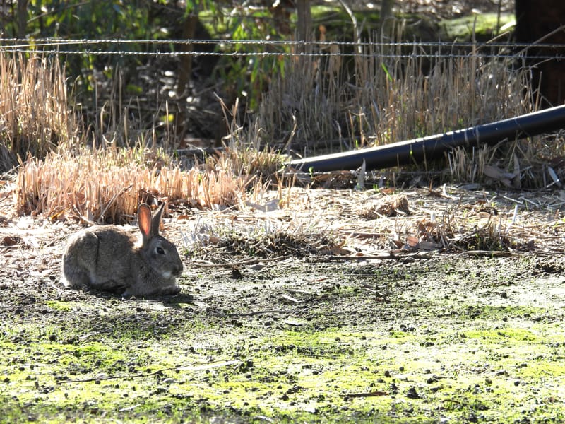 Rabbit problem sparks eradication program post image