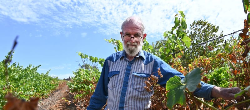 Fears vintage lost for grape grower post image